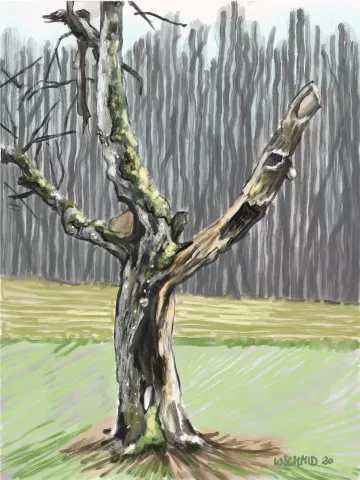 Corona-Zeiten: Toter Apfelbaum, Wieland Schmid 2020